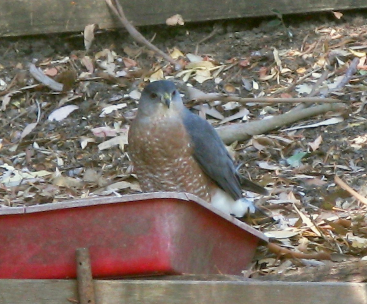 Cooper's Hawk - ML279345521