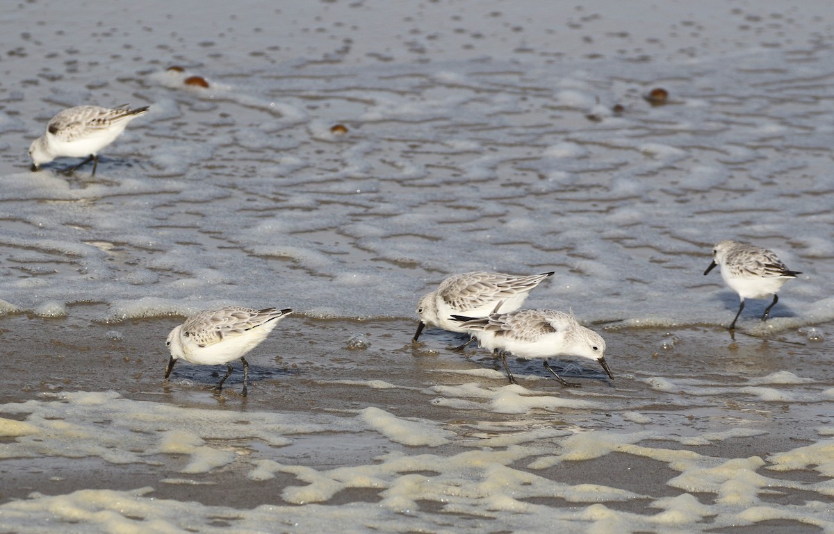 Гурвалж элсэг - ML279345931