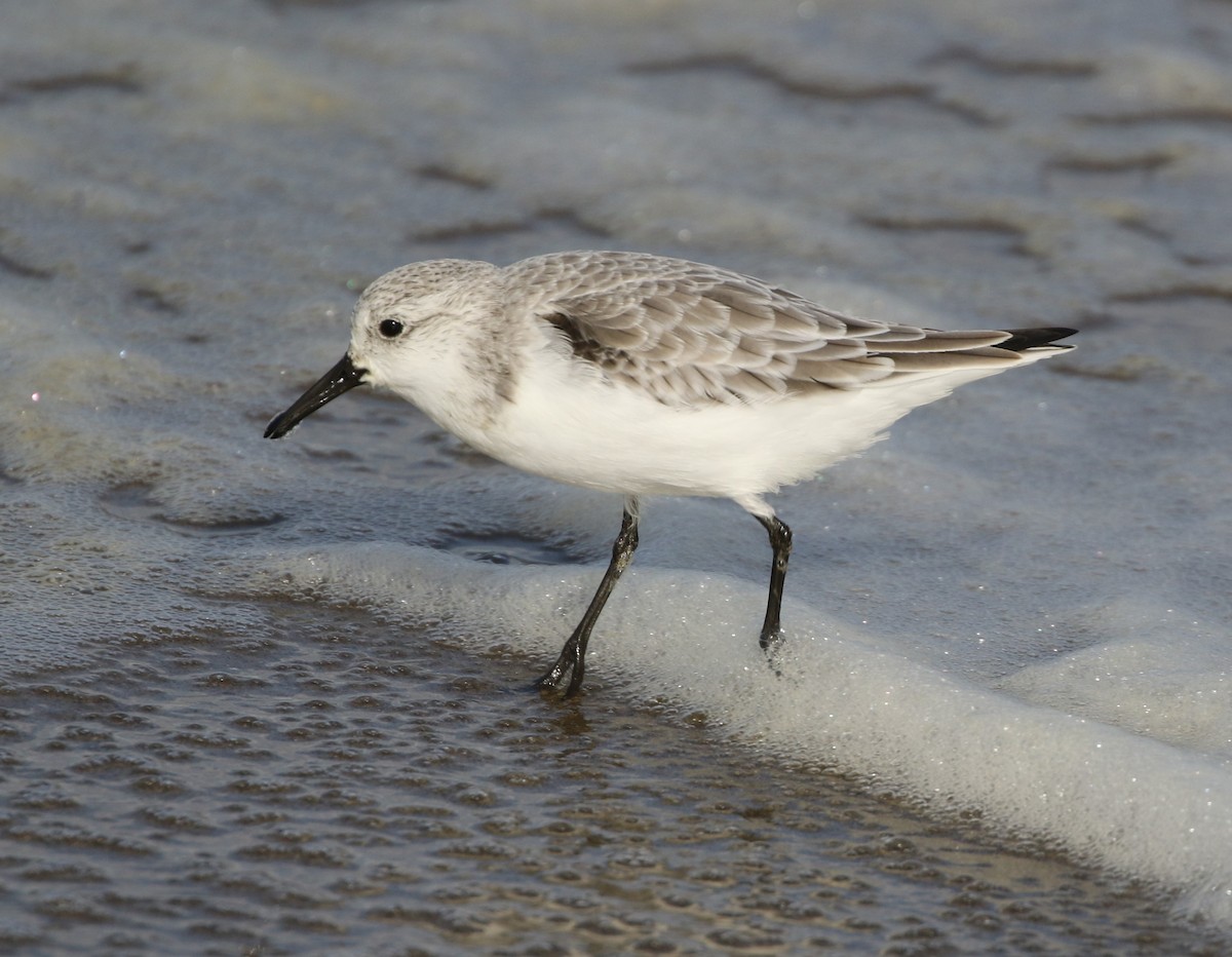 Гурвалж элсэг - ML279345951