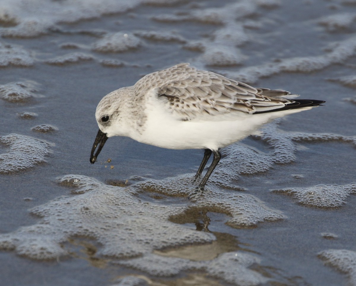 Гурвалж элсэг - ML279345961