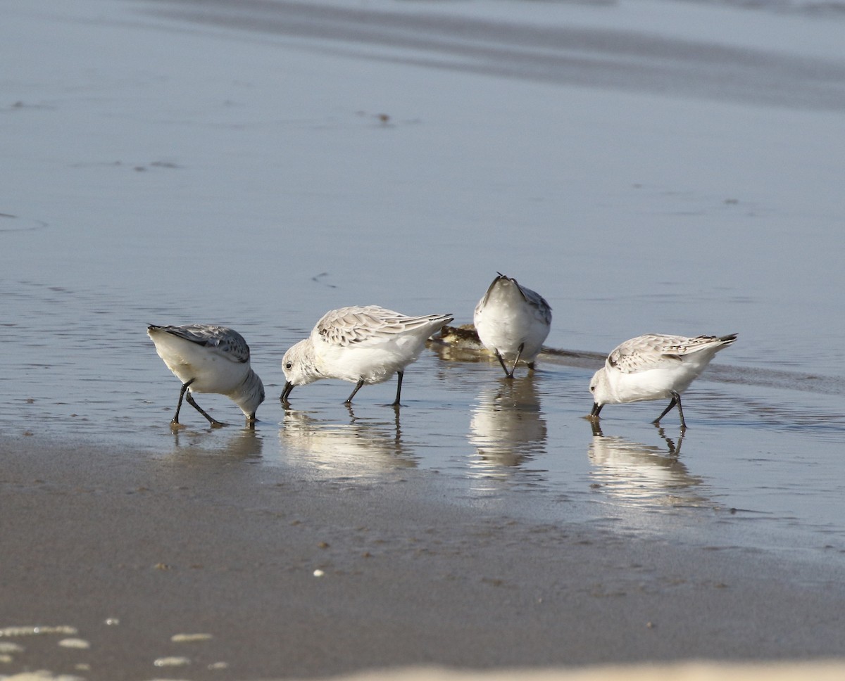 Гурвалж элсэг - ML279345971