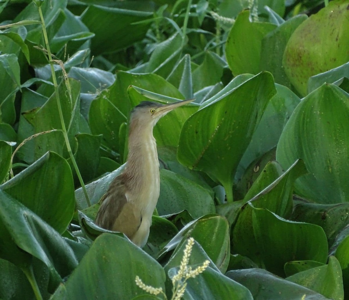 Yellow Bittern - ML279346151