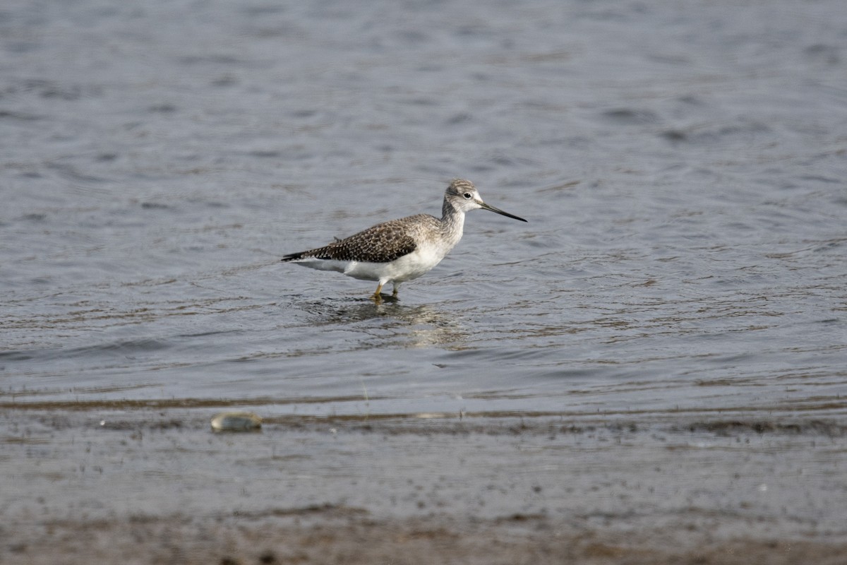 Greater Yellowlegs - Melani King