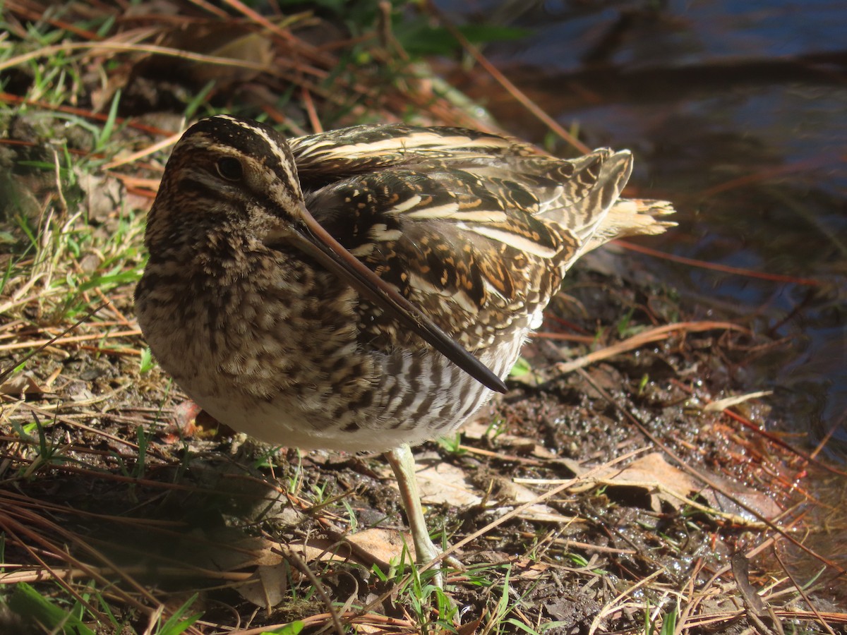 Wilson's Snipe - ML279346791