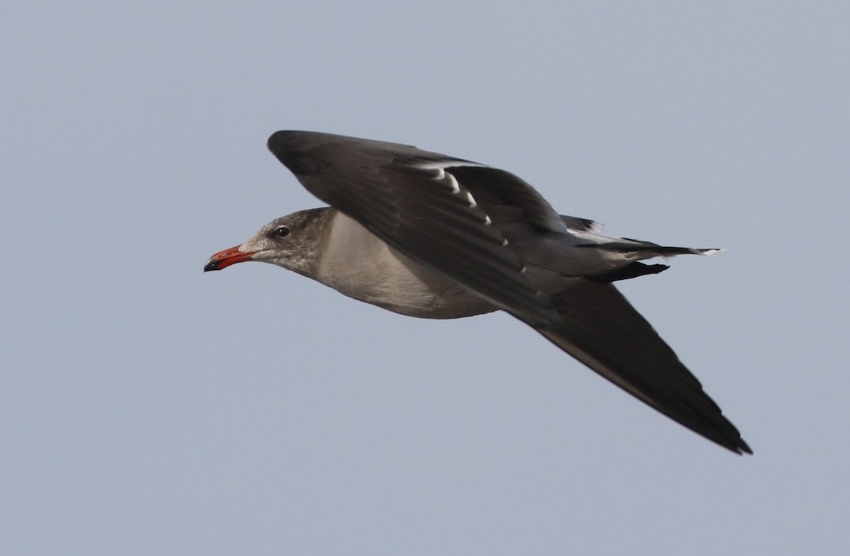 Heermann's Gull - Mike "mlovest" Miller