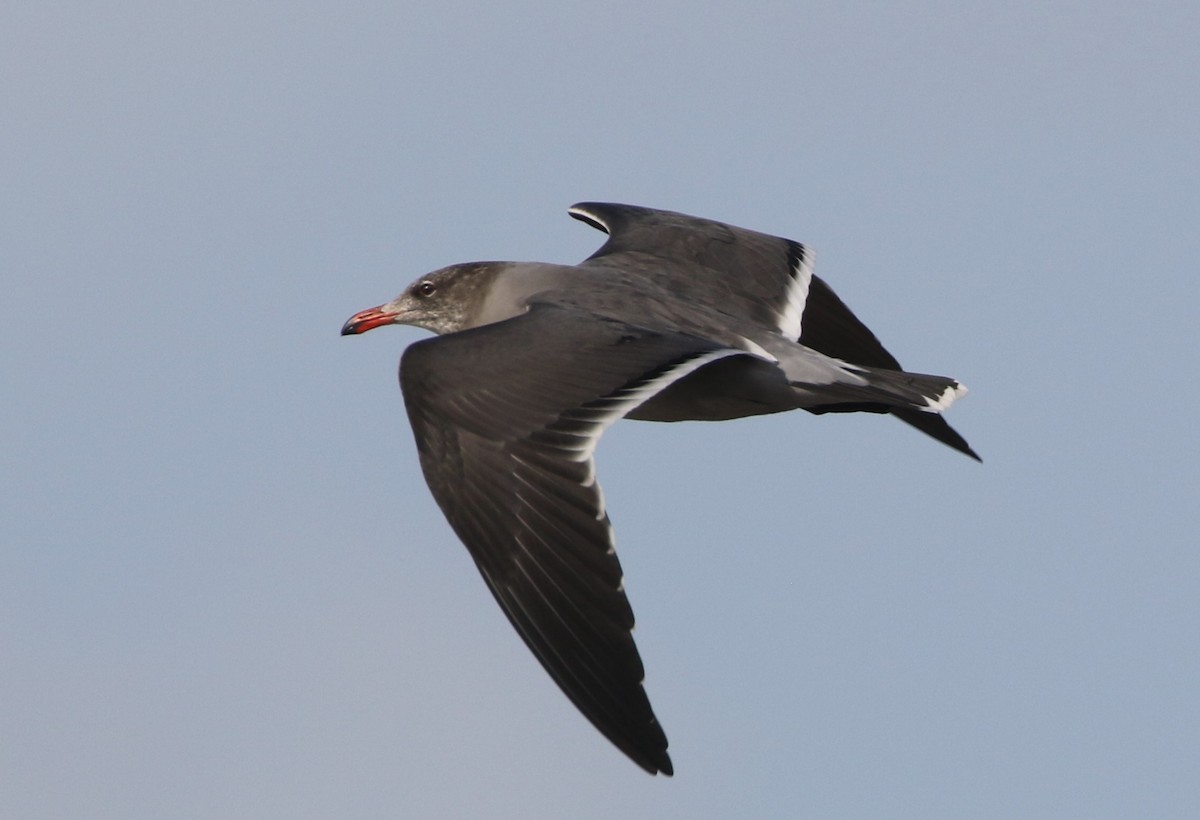 Heermann's Gull - ML279348411