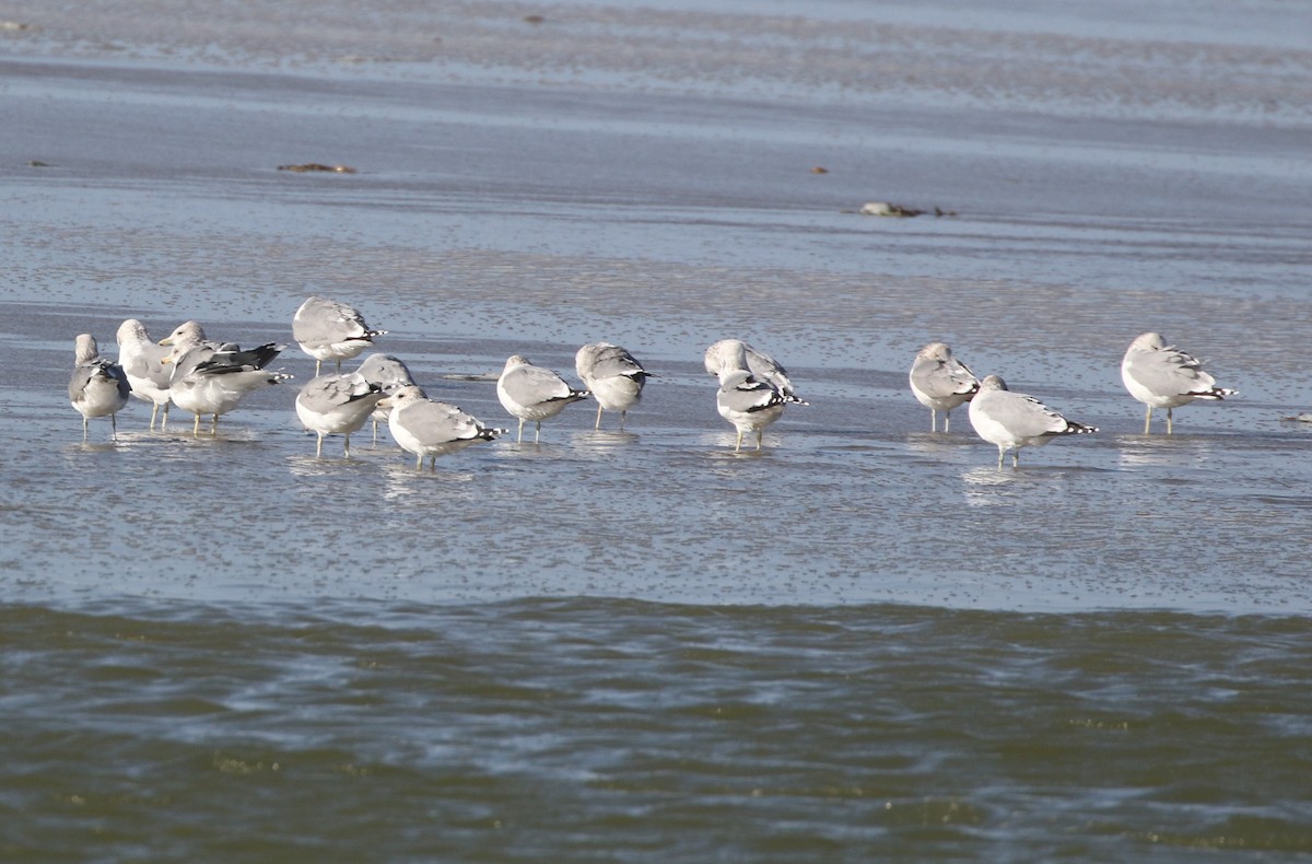 California Gull - ML279348541