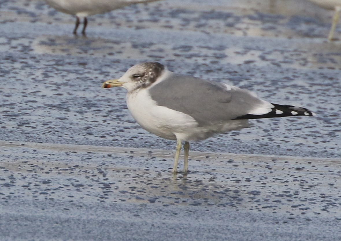 California Gull - ML279348641
