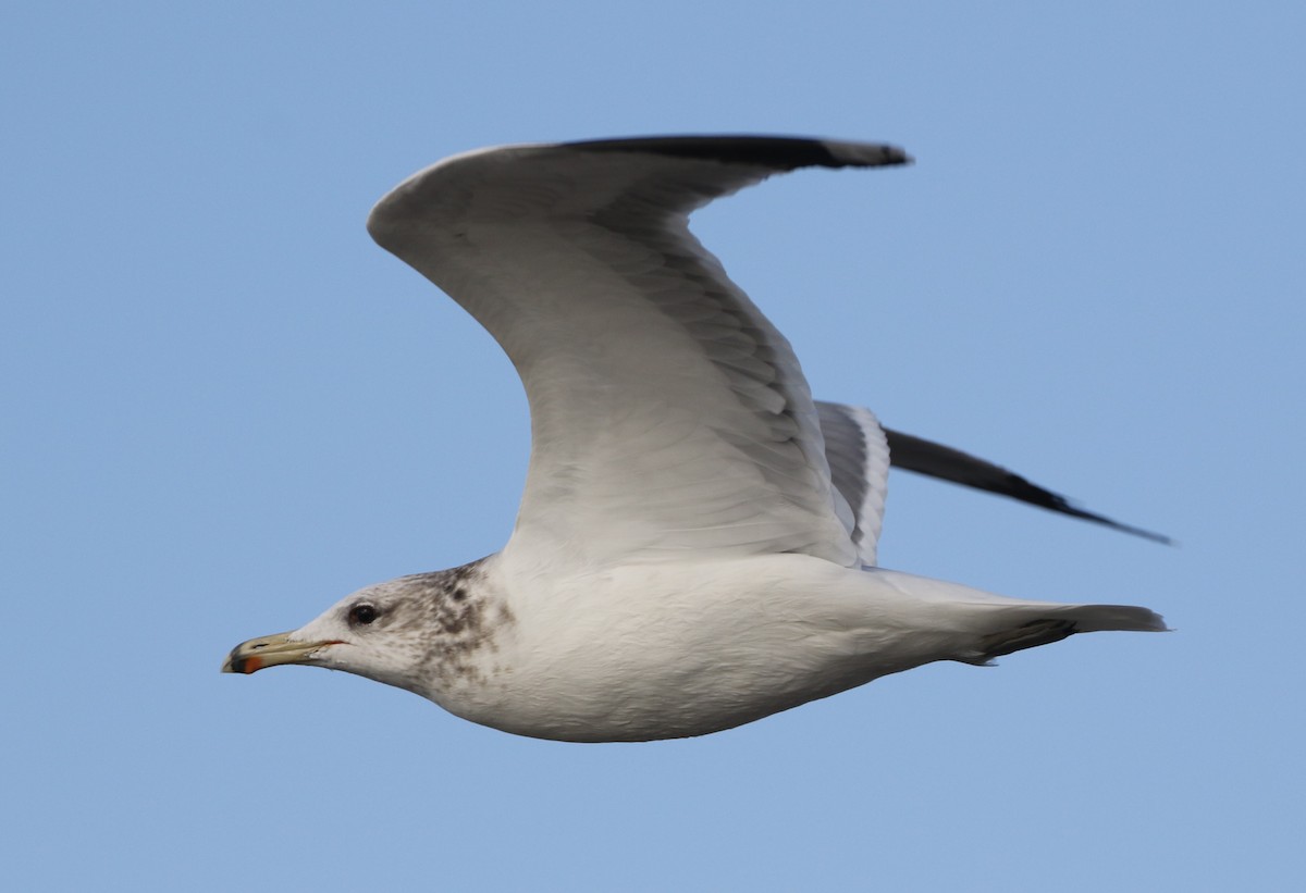 California Gull - ML279348651