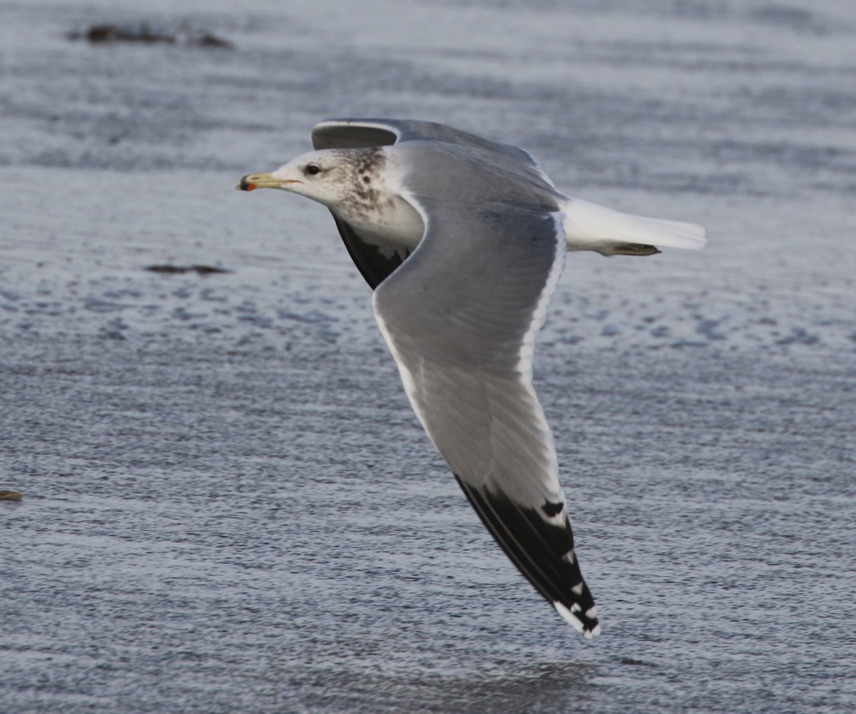 California Gull - ML279348661
