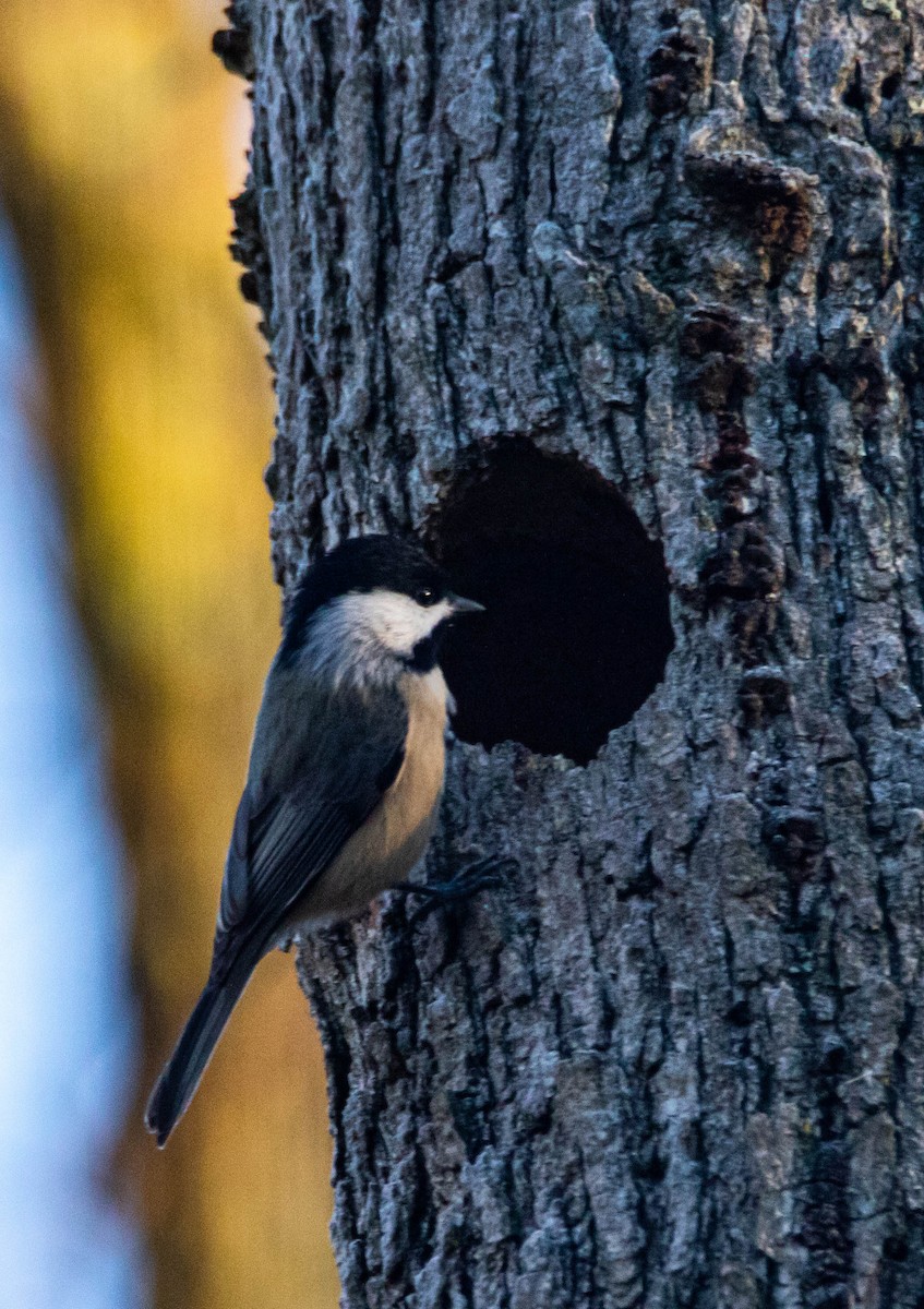 Carolina Chickadee - ML279351221