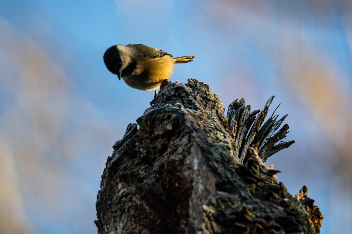 Carolina Chickadee - ML279351301