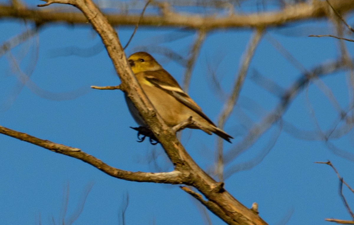 American Goldfinch - ML279351361