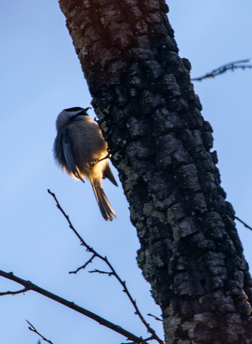 Carolina Chickadee - ML279351721