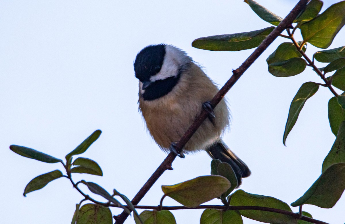 Carolina Chickadee - Steven Williams