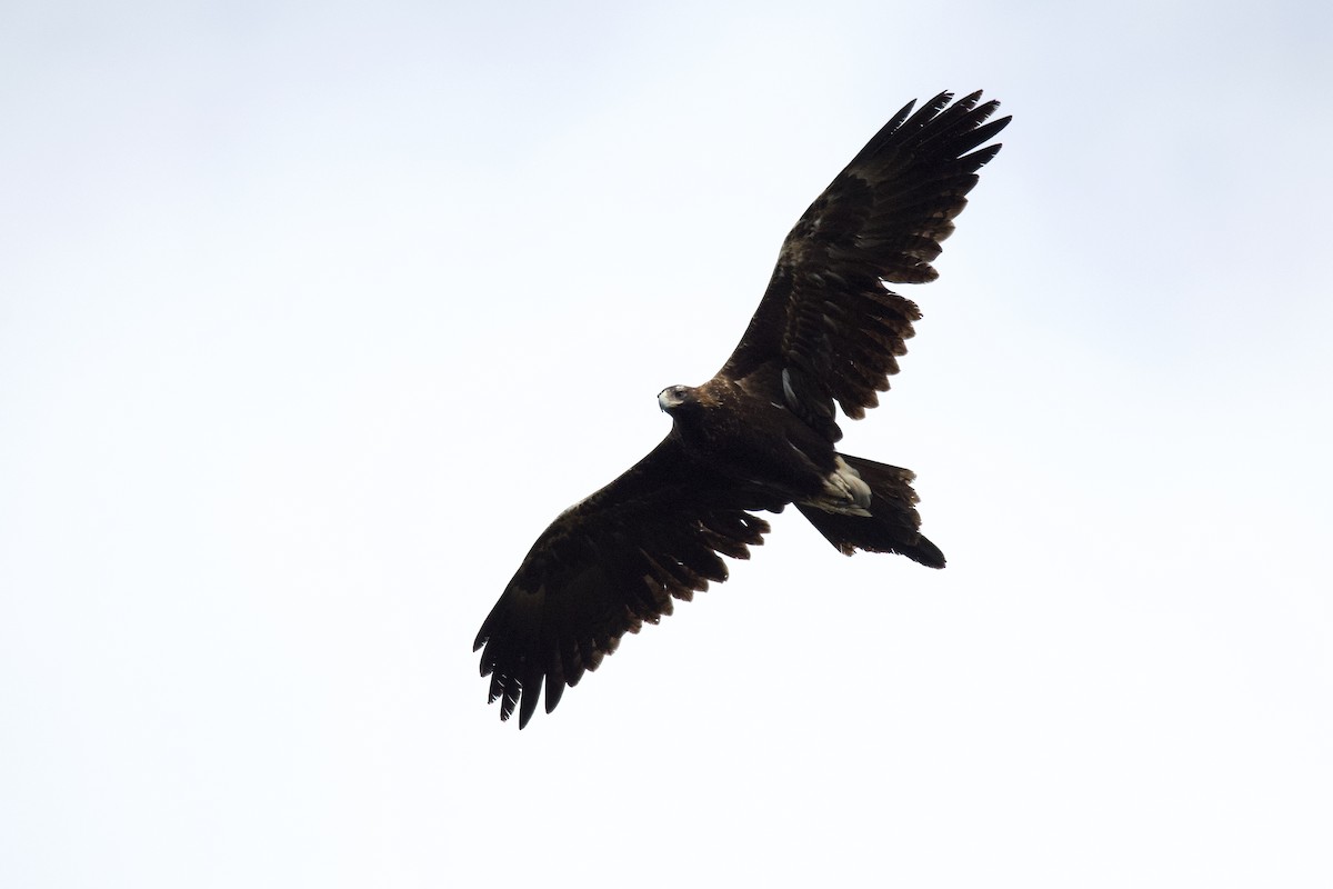 Wedge-tailed Eagle - ML279351971