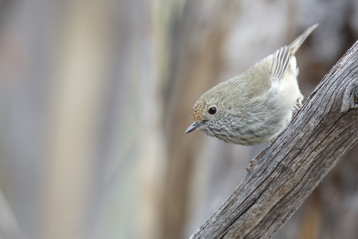 Brown Thornbill - Peter Allen