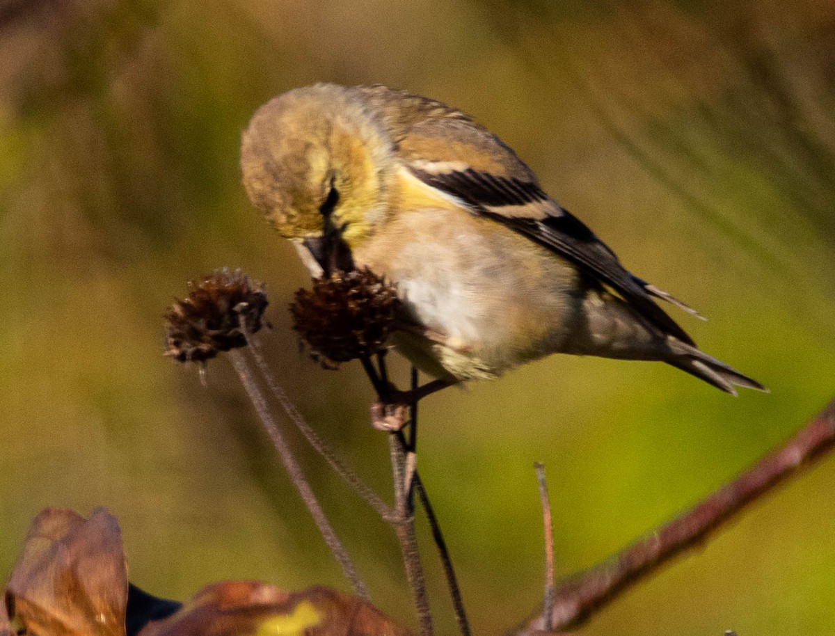 American Goldfinch - Steven Williams