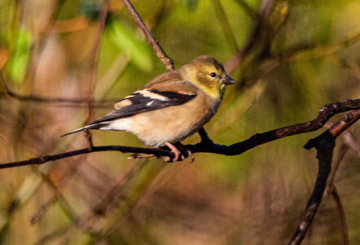 Чиж золотий - ML279352051