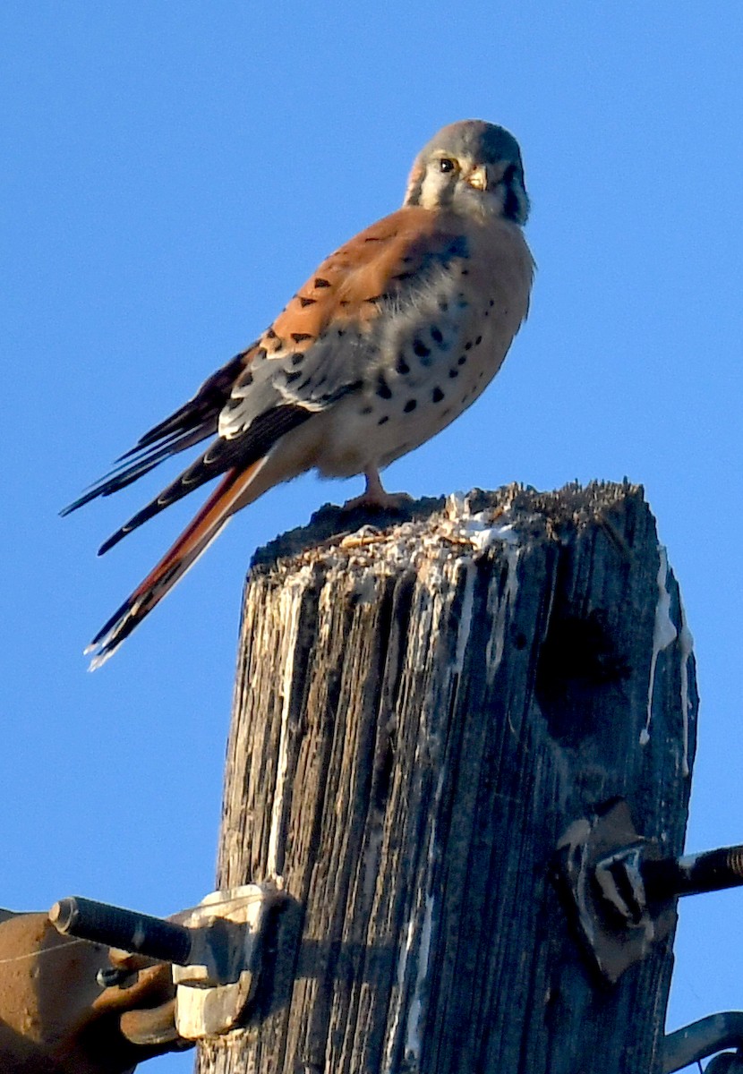 American Kestrel - ML279352071