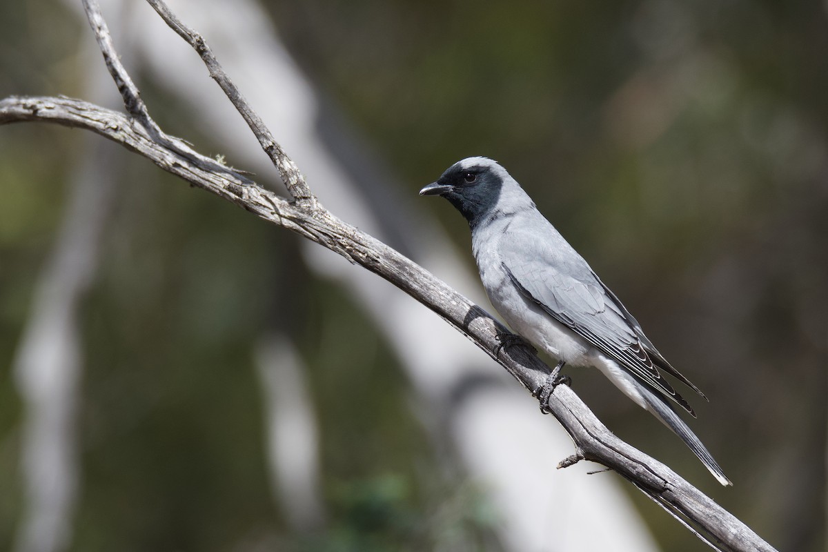 Black-faced Cuckooshrike - Peter Allen