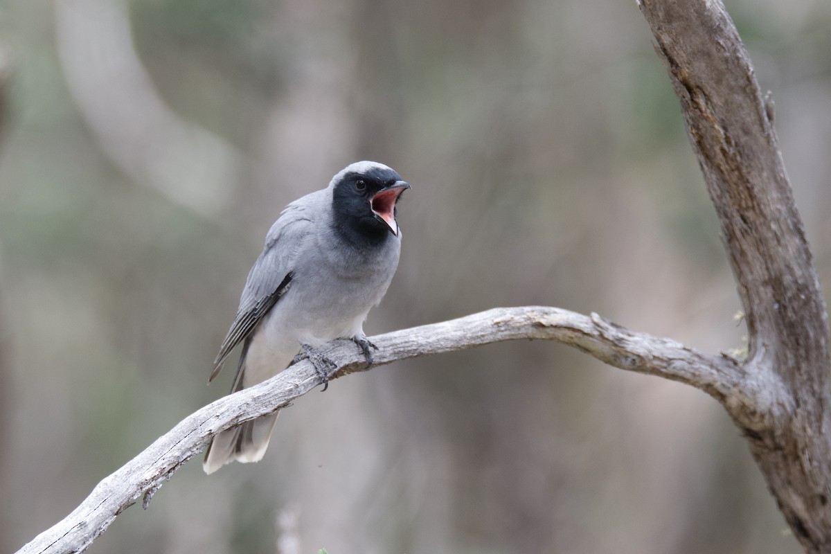 Black-faced Cuckooshrike - Peter Allen