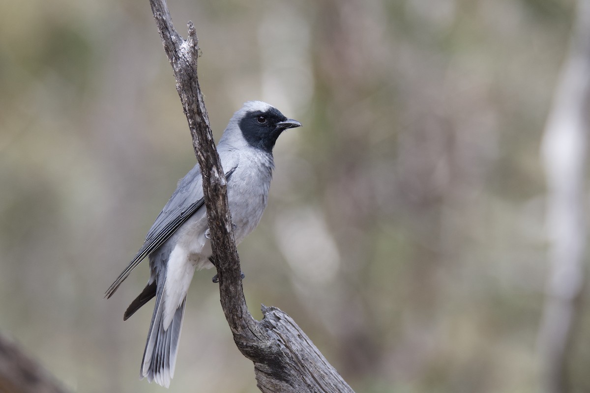 Black-faced Cuckooshrike - Peter Allen