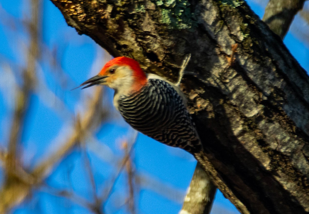 Red-bellied Woodpecker - Steven Williams