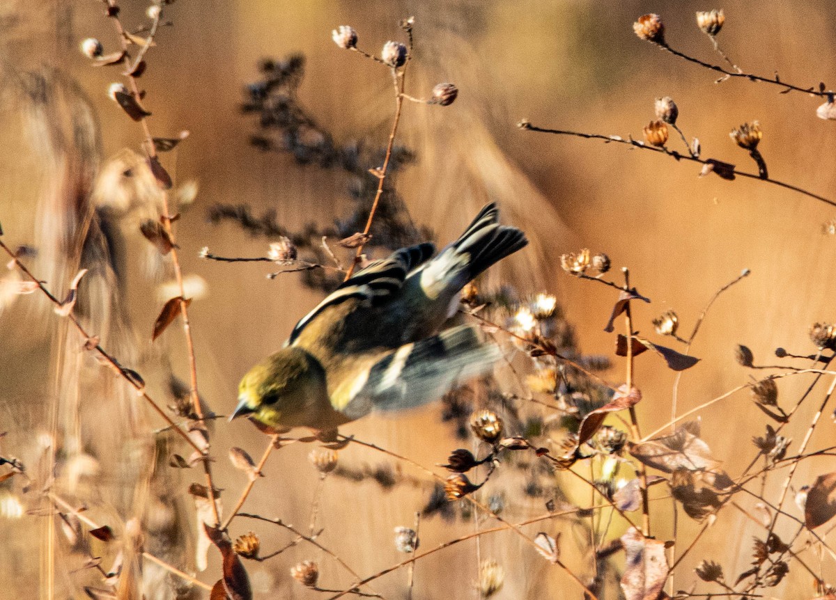 American Goldfinch - Steven Williams
