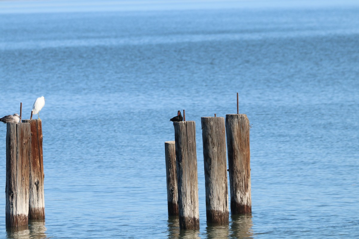 Black Oystercatcher - ML279352351
