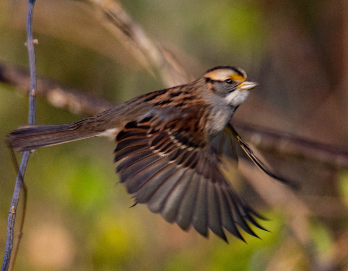 White-throated Sparrow - ML279352471