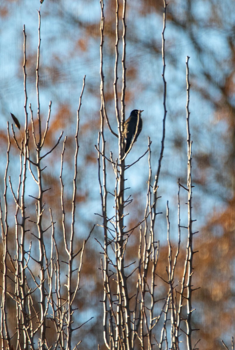 American Robin - ML279352621