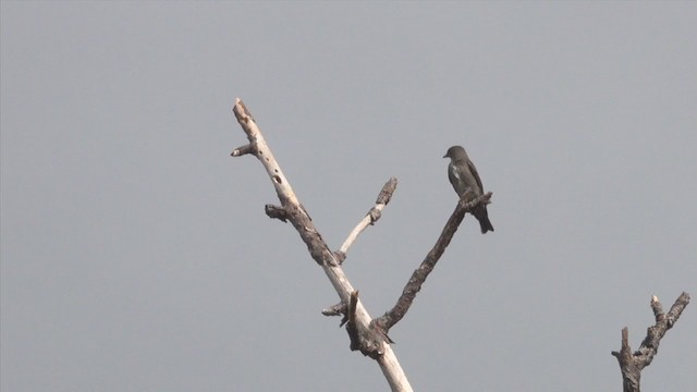 Olive-sided Flycatcher - ML279352671