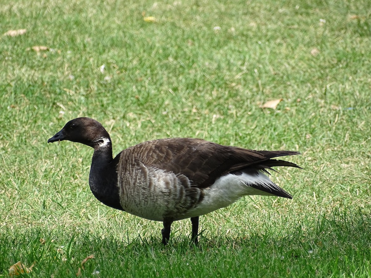 Brant - ML279354671