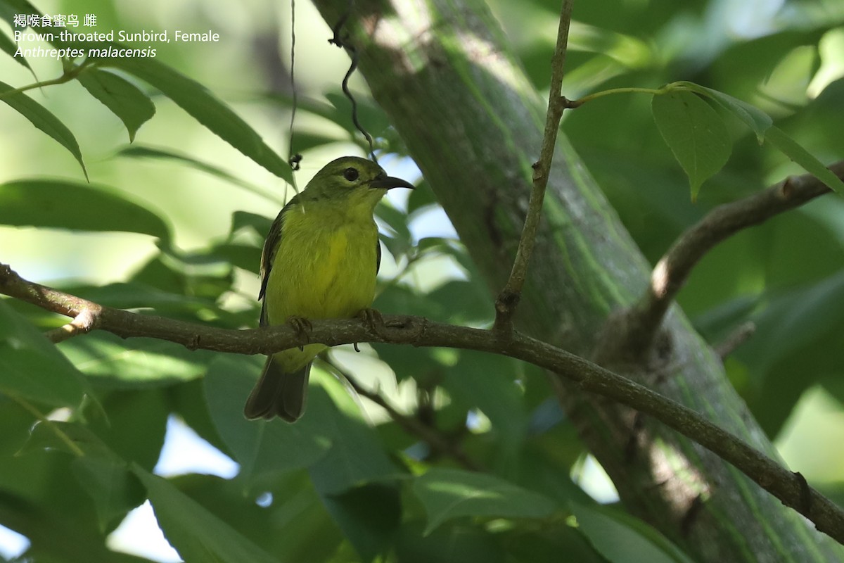 Brown-throated Sunbird - Zhen niu