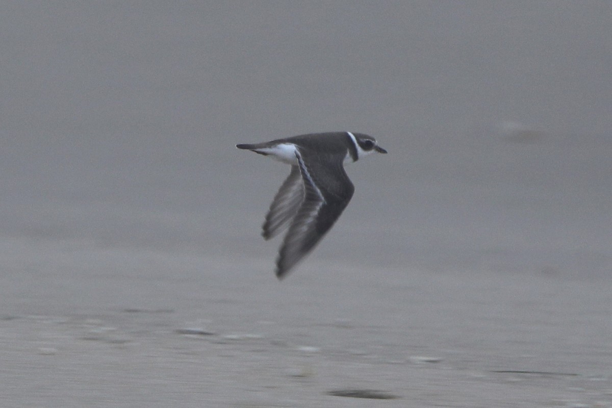 Semipalmated Plover - ML279355301