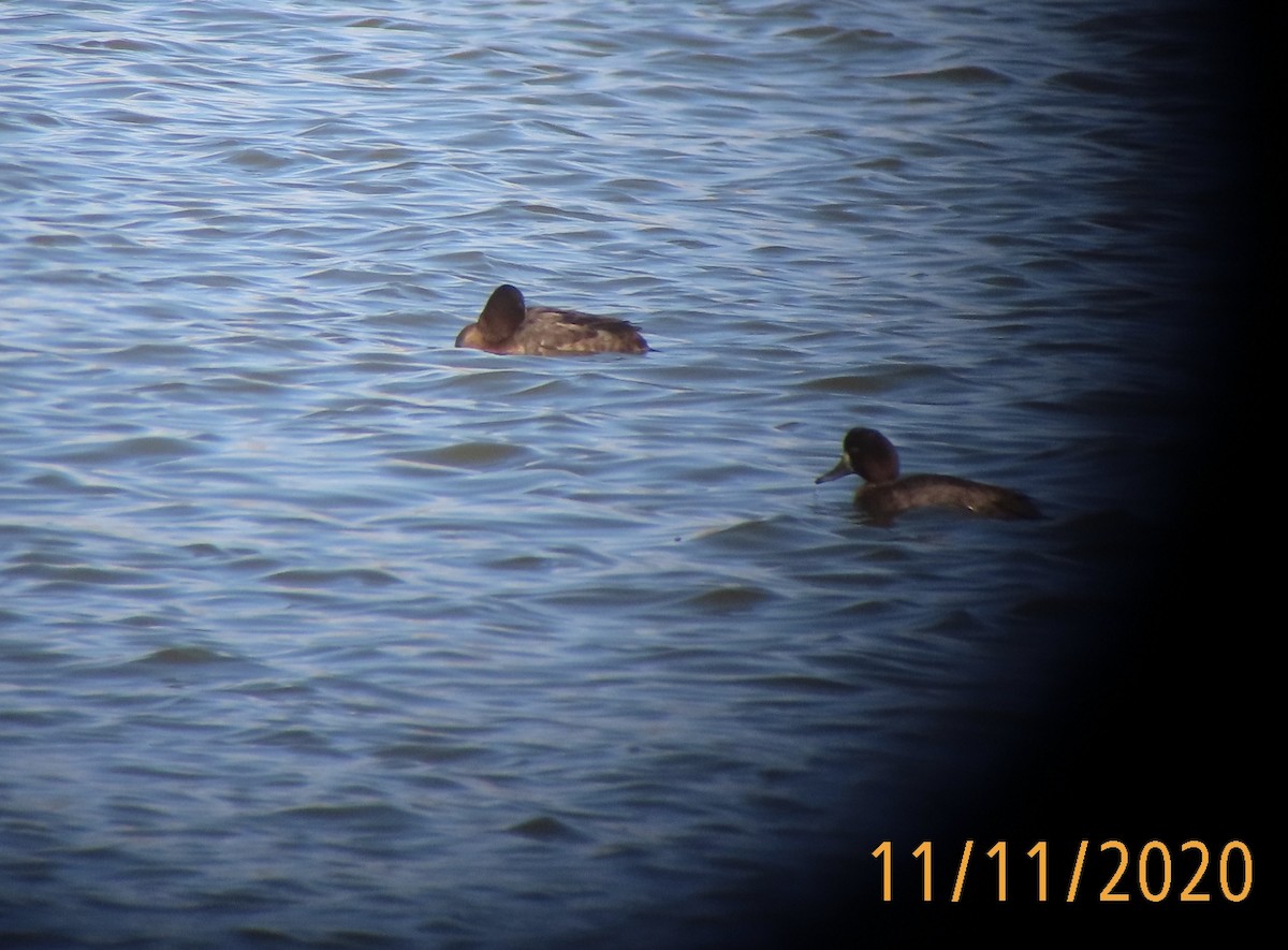 Murgilari handia - ML279355521