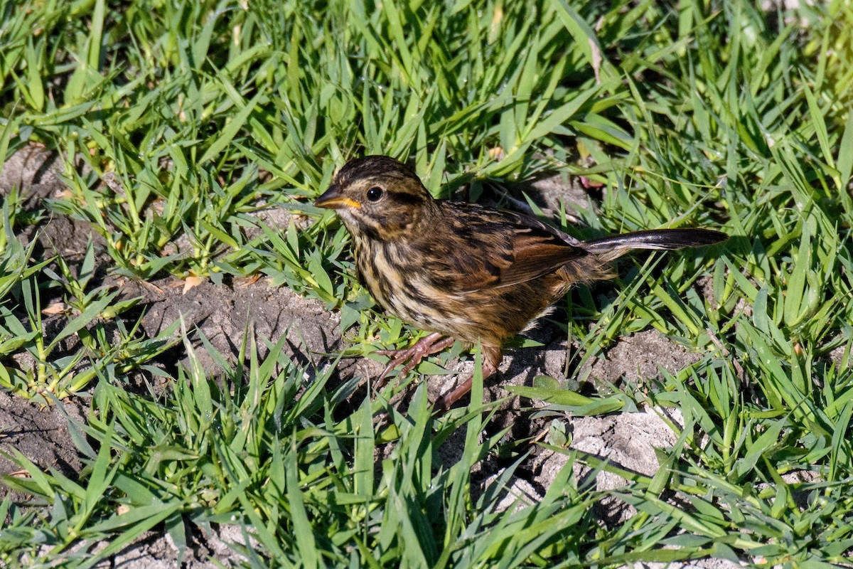 Song Sparrow - ML279356651