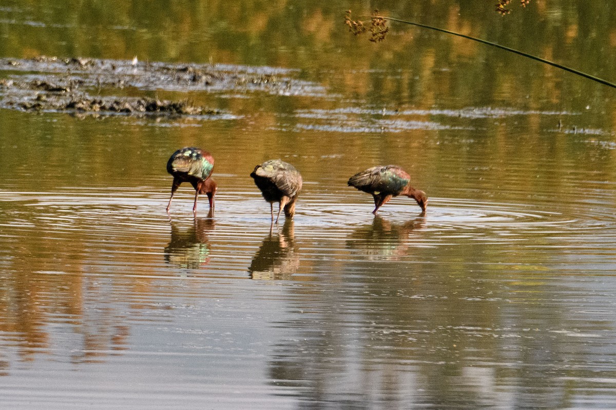 White-faced Ibis - ML279356741