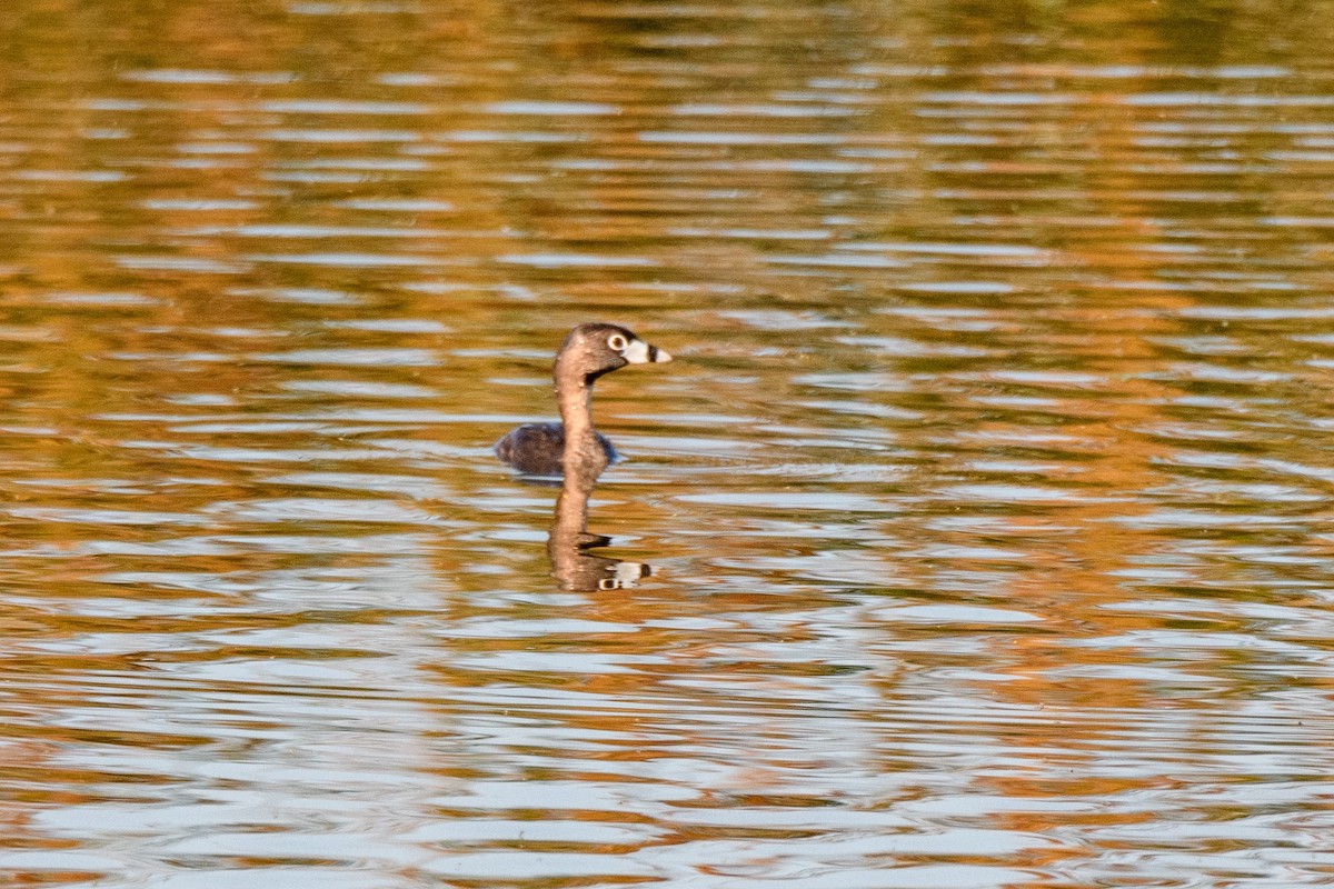 Pied-billed Grebe - ML279356811