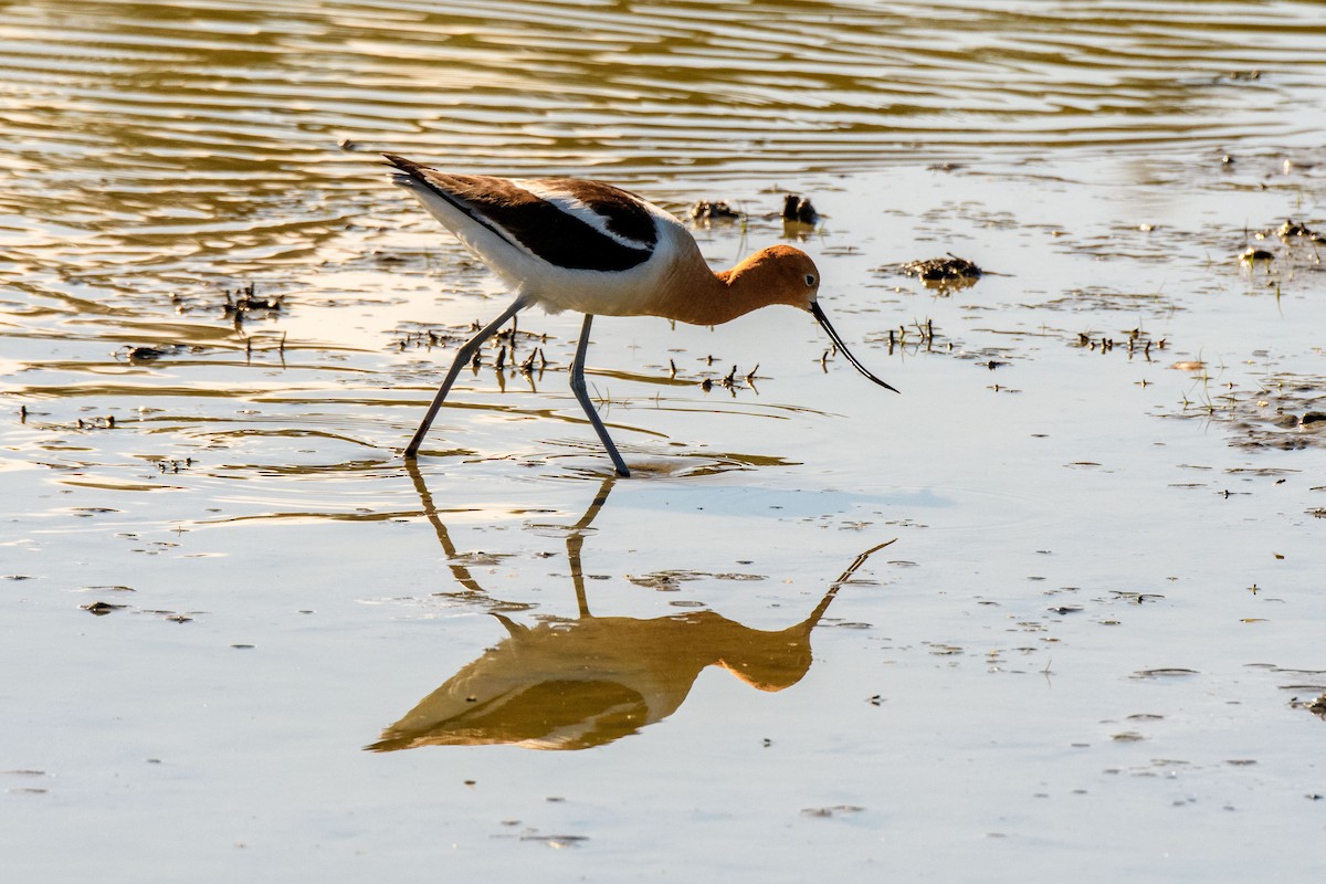 American Avocet - Bob Hasenick