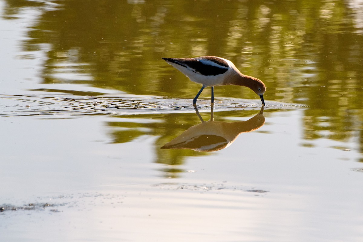 American Avocet - ML279356871