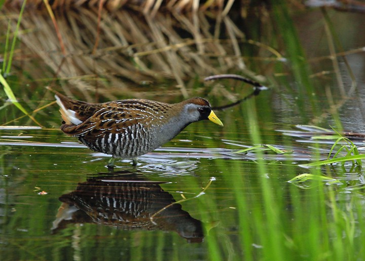 Sora - Lori Widmann