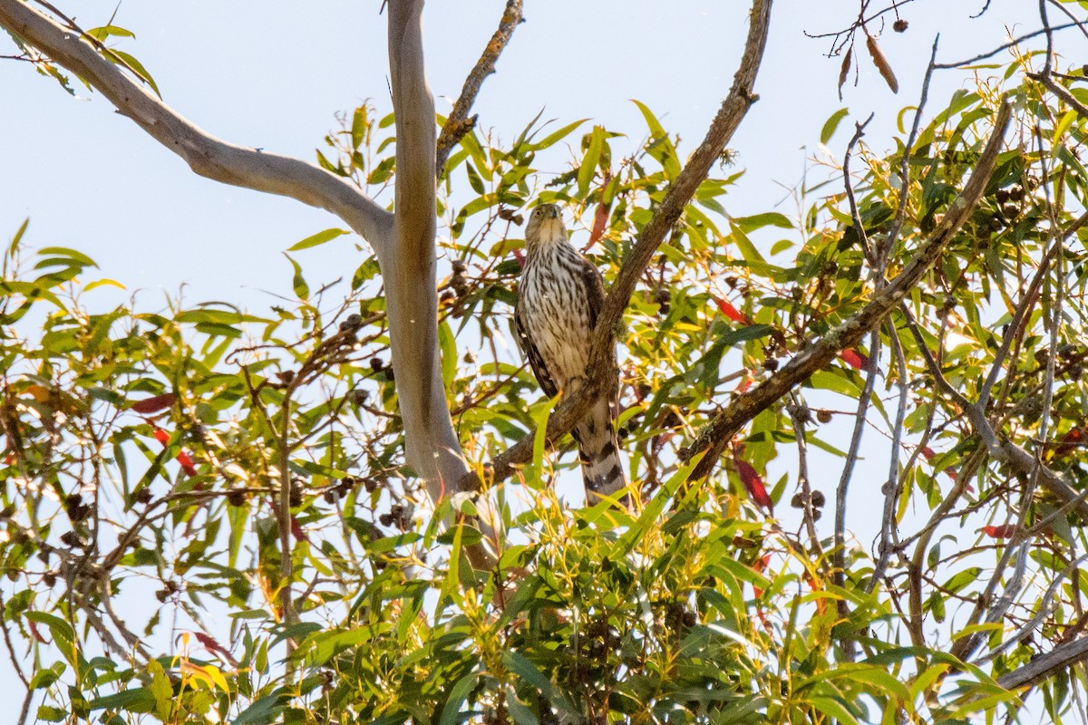 Cooper's Hawk - ML279357511