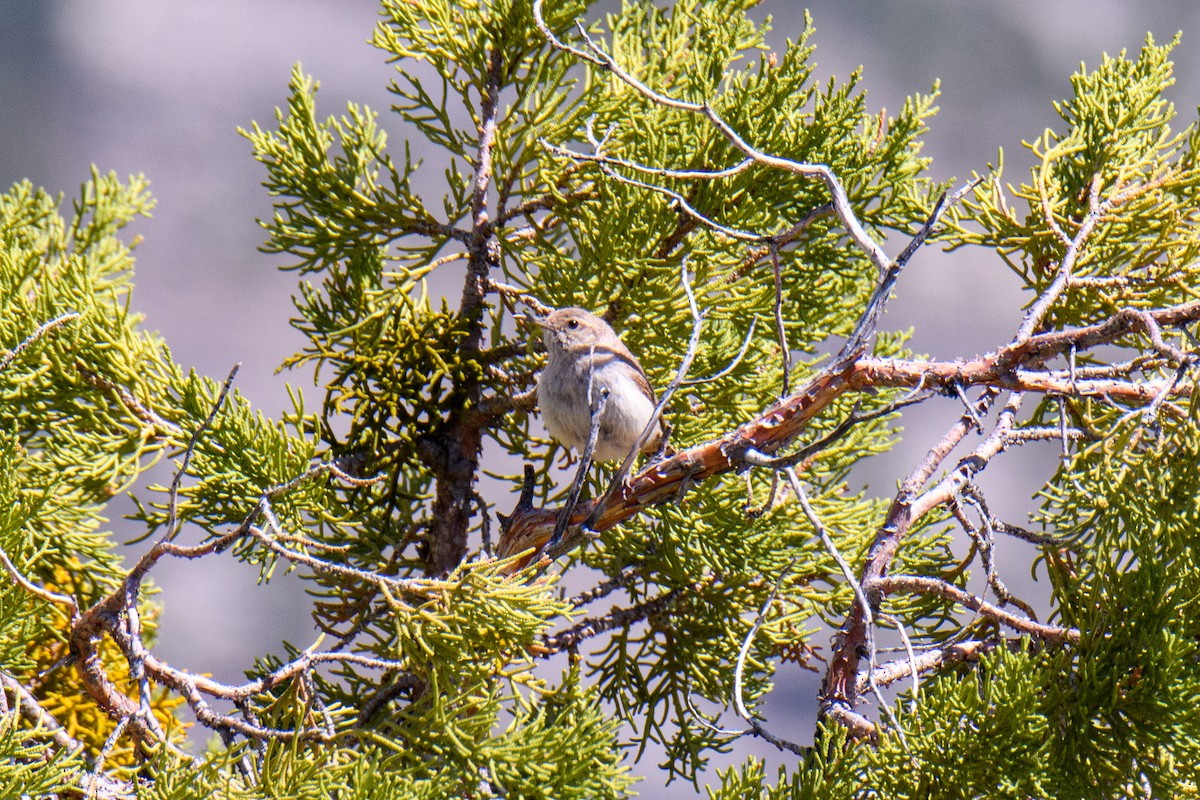 Rock Wren - ML279358411