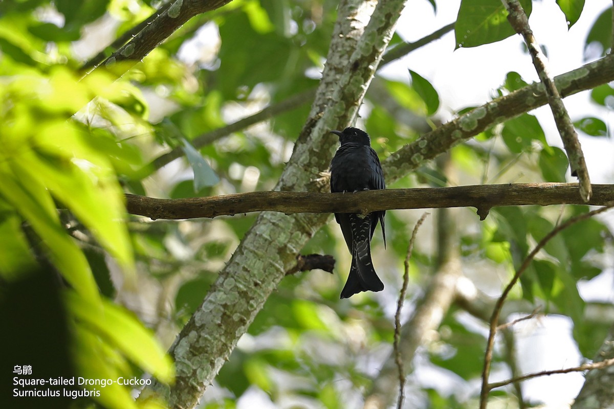 Square-tailed Drongo-Cuckoo - Zhen niu