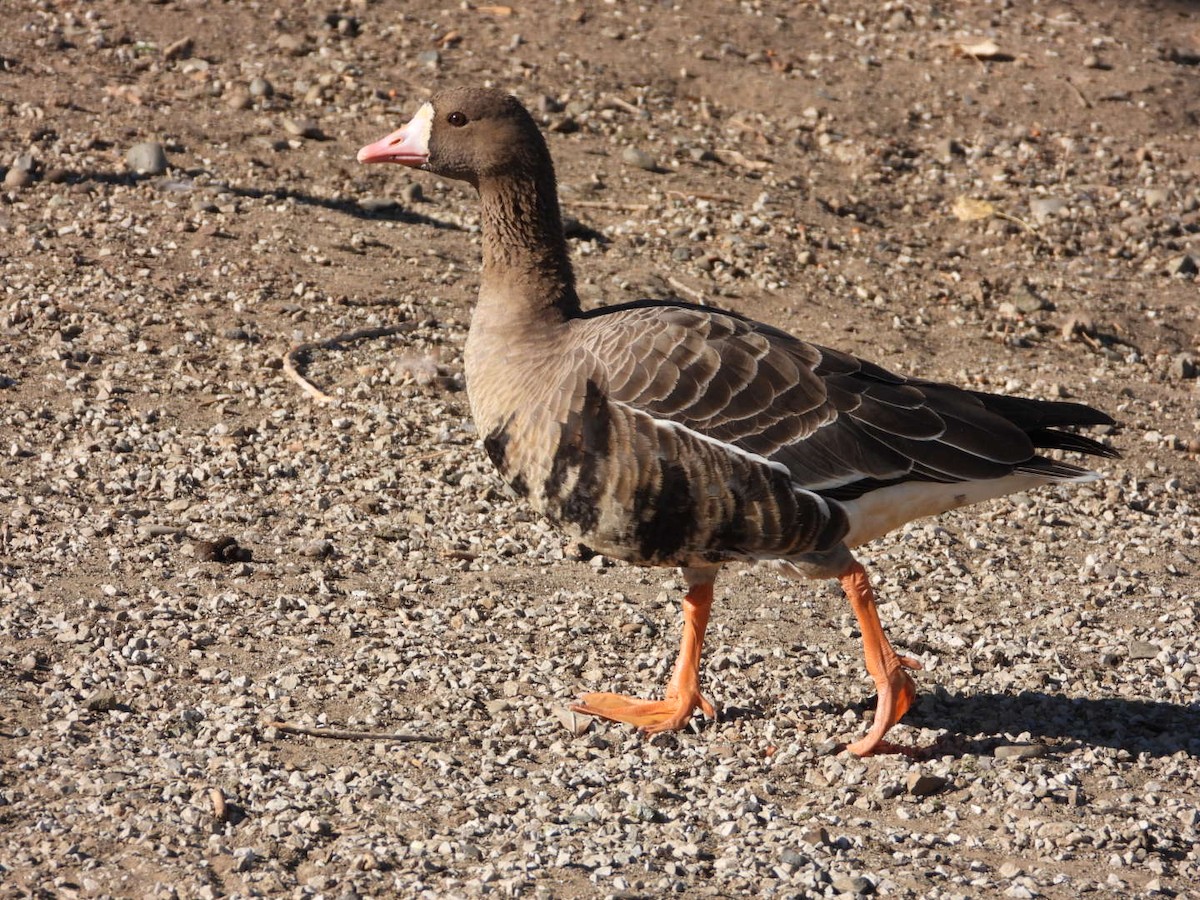 Greater White-fronted Goose - Asya Lesly