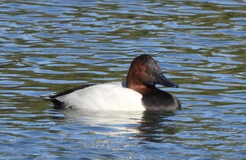 Büyük Elmabaş - ML279359681