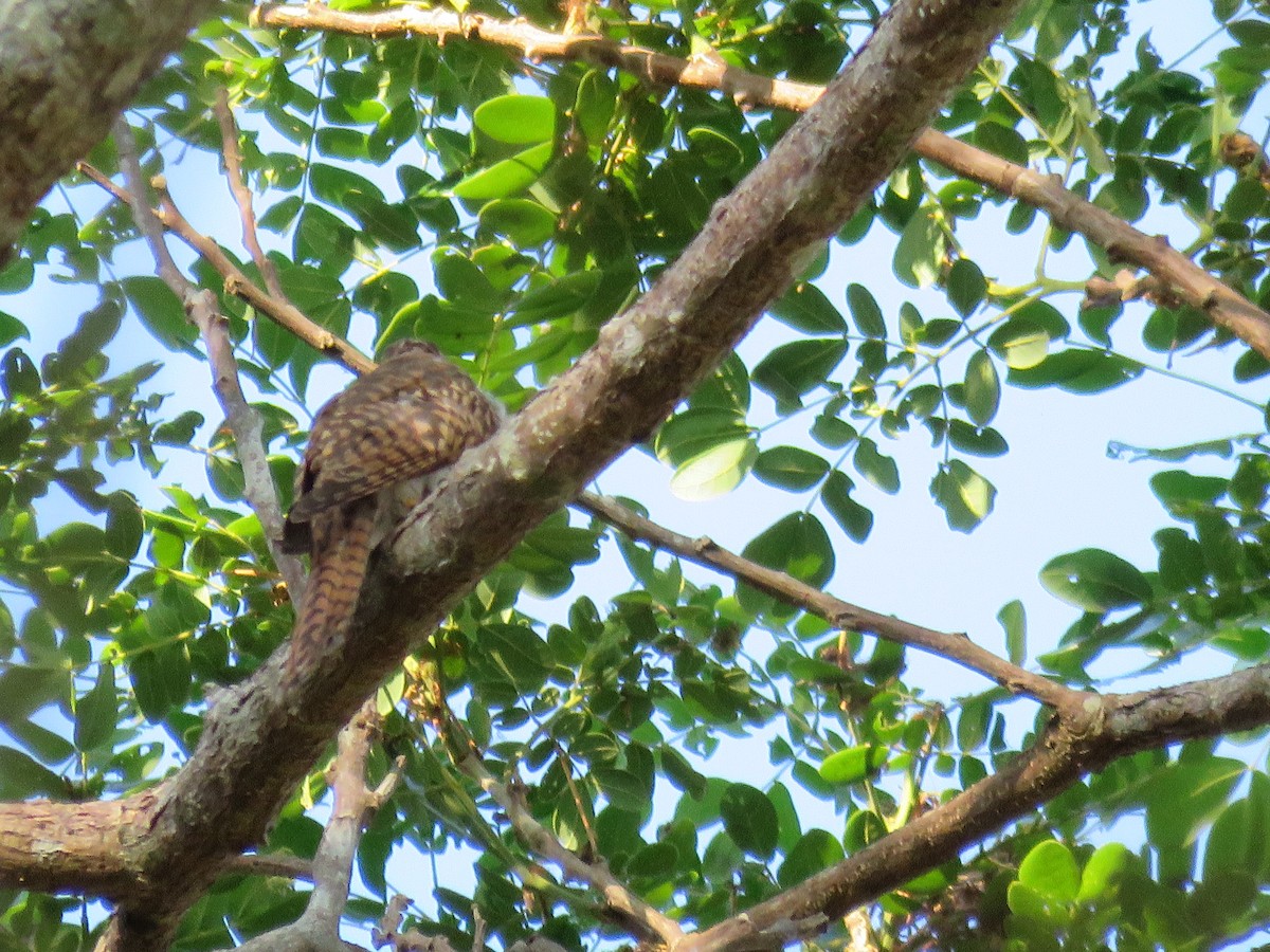 Plaintive Cuckoo - ML27936001