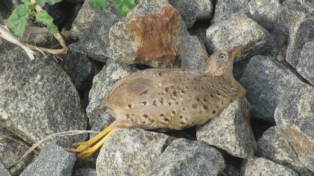 Yellow-legged Buttonquail - ML279360591